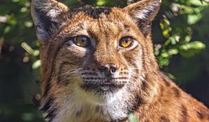 Preview wallpaper lynx, glance, animal, predator, wildlife