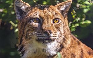 Preview wallpaper lynx, glance, animal, predator, wildlife