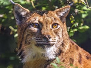 Preview wallpaper lynx, glance, animal, predator, wildlife