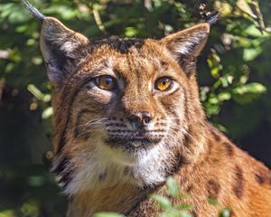 Preview wallpaper lynx, glance, animal, predator, wildlife