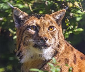 Preview wallpaper lynx, glance, animal, predator, wildlife