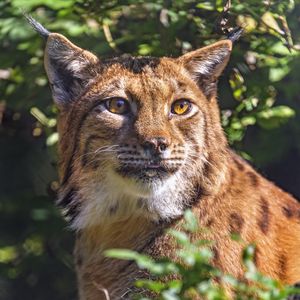 Preview wallpaper lynx, glance, animal, predator, wildlife