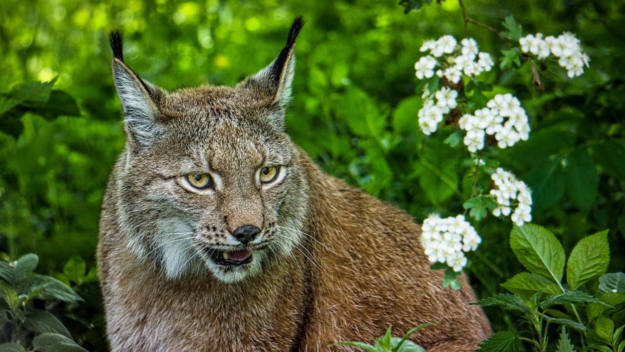 Wallpaper lynx, glance, big cat, predator