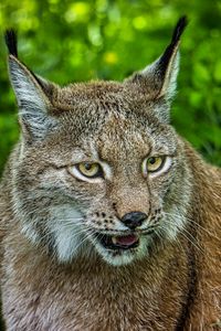 Preview wallpaper lynx, glance, big cat, predator