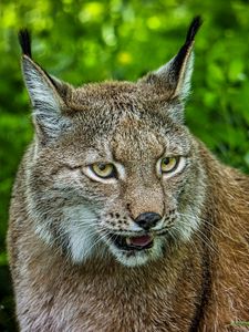 Preview wallpaper lynx, glance, big cat, predator