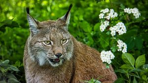 Preview wallpaper lynx, glance, big cat, predator