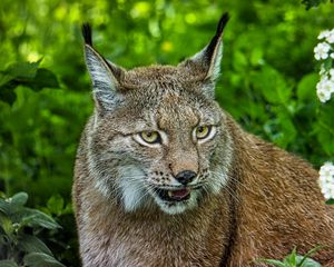 Preview wallpaper lynx, glance, big cat, predator