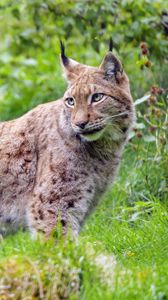 Preview wallpaper lynx, glance, big cat, predator, wildlife