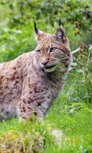 Preview wallpaper lynx, glance, big cat, predator, wildlife