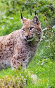 Preview wallpaper lynx, glance, big cat, predator, wildlife