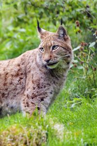 Preview wallpaper lynx, glance, big cat, predator, wildlife