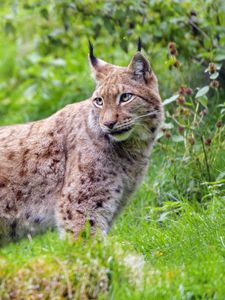 Preview wallpaper lynx, glance, big cat, predator, wildlife