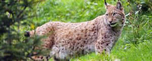 Preview wallpaper lynx, glance, big cat, predator, wildlife