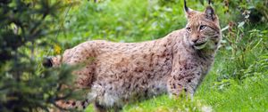 Preview wallpaper lynx, glance, big cat, predator, wildlife