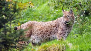 Preview wallpaper lynx, glance, big cat, predator, wildlife