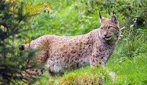 Preview wallpaper lynx, glance, big cat, predator, wildlife