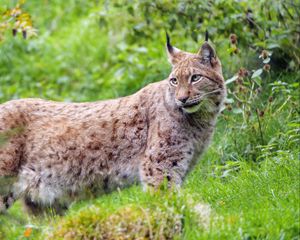 Preview wallpaper lynx, glance, big cat, predator, wildlife