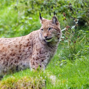 Preview wallpaper lynx, glance, big cat, predator, wildlife