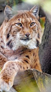 Preview wallpaper lynx, glance, big cat, predator, animal