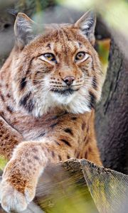 Preview wallpaper lynx, glance, big cat, predator, animal