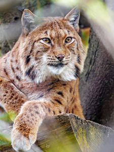 Preview wallpaper lynx, glance, big cat, predator, animal