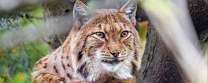 Preview wallpaper lynx, glance, big cat, predator, animal