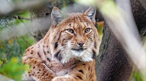 Preview wallpaper lynx, glance, big cat, predator, animal