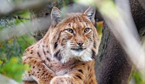 Preview wallpaper lynx, glance, big cat, predator, animal