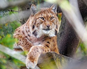 Preview wallpaper lynx, glance, big cat, predator, animal