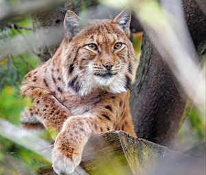 Preview wallpaper lynx, glance, big cat, predator, animal