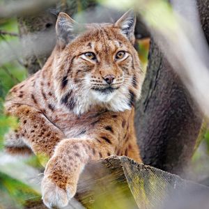 Preview wallpaper lynx, glance, big cat, predator, animal