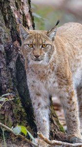 Preview wallpaper lynx, glance, predator, wildlife