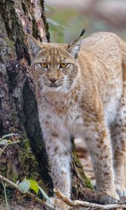 Preview wallpaper lynx, glance, predator, wildlife