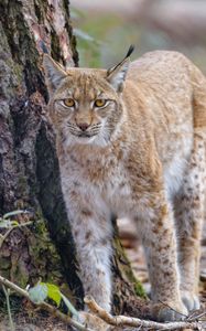 Preview wallpaper lynx, glance, predator, wildlife