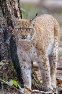 Preview wallpaper lynx, glance, predator, wildlife