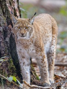 Preview wallpaper lynx, glance, predator, wildlife