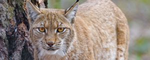 Preview wallpaper lynx, glance, predator, wildlife