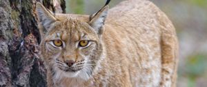 Preview wallpaper lynx, glance, predator, wildlife