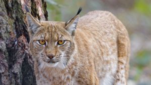 Preview wallpaper lynx, glance, predator, wildlife