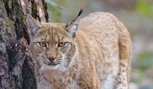 Preview wallpaper lynx, glance, predator, wildlife