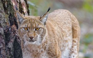 Preview wallpaper lynx, glance, predator, wildlife