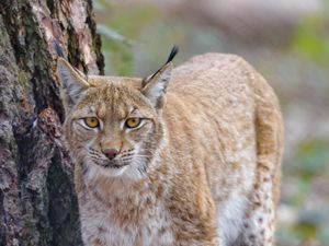 Preview wallpaper lynx, glance, predator, wildlife