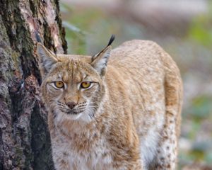 Preview wallpaper lynx, glance, predator, wildlife