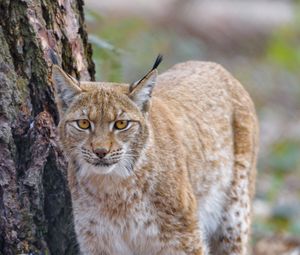 Preview wallpaper lynx, glance, predator, wildlife