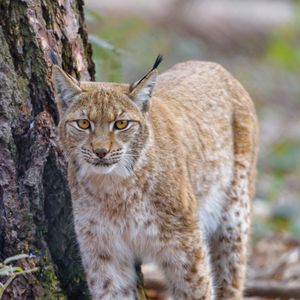 Preview wallpaper lynx, glance, predator, wildlife