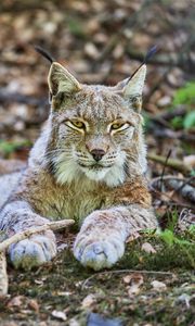 Preview wallpaper lynx, glance, predator, animal, wildlife