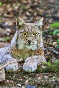 Preview wallpaper lynx, glance, predator, animal, wildlife