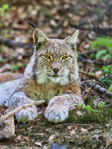 Preview wallpaper lynx, glance, predator, animal, wildlife