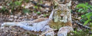 Preview wallpaper lynx, glance, predator, animal, wildlife