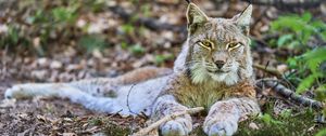 Preview wallpaper lynx, glance, predator, animal, wildlife